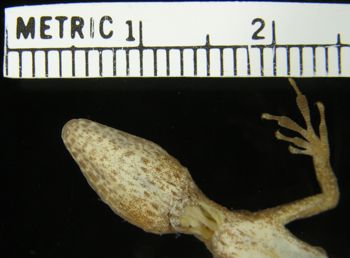 Media type: image; Herpetology R-154124
